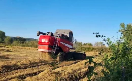 Sinop’ta Çeltik Hasadı Başladı: Üreticiler Verimden Memnun