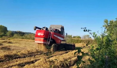 Sinop’ta Çeltik Hasadı Başladı: Üreticiler Verimden Memnun