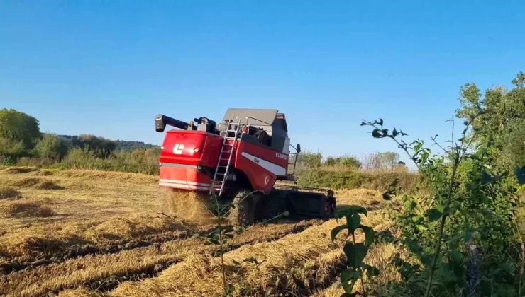 Sinop’ta Çeltik Hasadı Başladı: Üreticiler Verimden Memnun